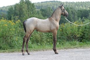 t-tezz_139_3924w.jpg