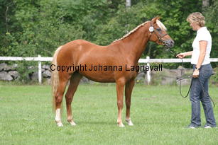 axxasgoldiva_2792.jpg