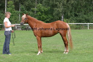 axxasgoldiva_2796.jpg