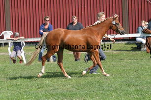 axxasgoldiva_2950.jpg