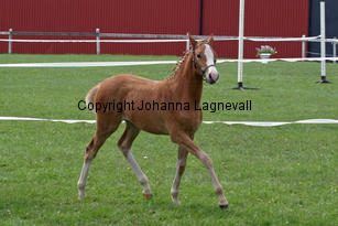 moondancer_2597-2.jpg