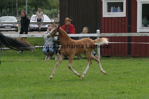 moondancer_2598.jpg