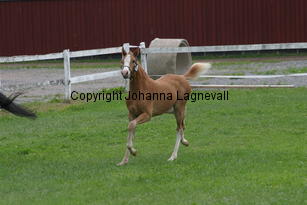 moondancer_2600.jpg