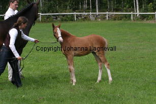 moondancer_2604.jpg