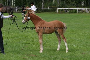 moondancer_2611.jpg