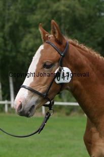 moondancer_2616.jpg