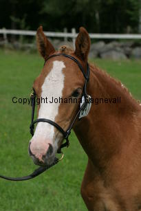 moondancer_2617.jpg