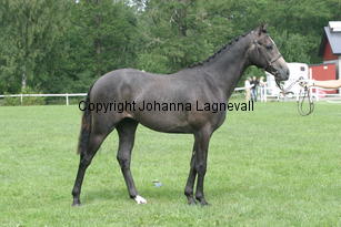 norsduskydolphin_2814.jpg