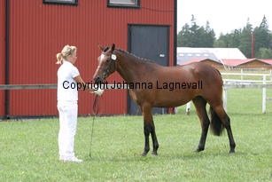norsstellalyra_2670.jpg