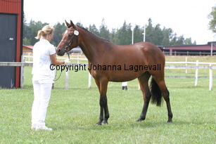 norsstellalyra_2671.jpg