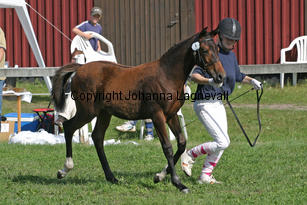 sbtopnbreeze_2941-2.jpg