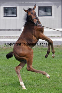 speedofjoy_2714-2.jpg