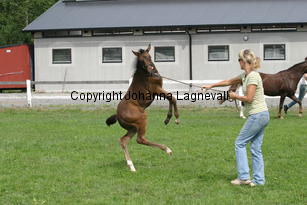 speedofjoy_2714.jpg