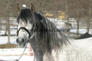 carabineroii_163_6397.jpg