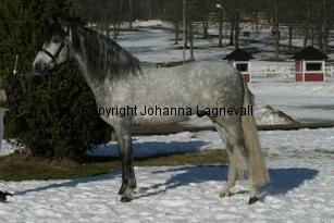 carabineroii_163_6399.jpg