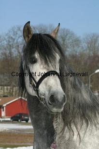 carabineroii_164_6402.jpg