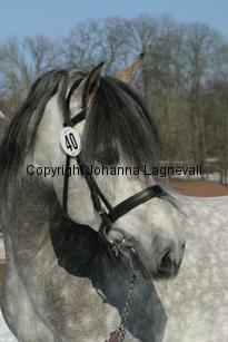 carabineroii_164_6403.jpg