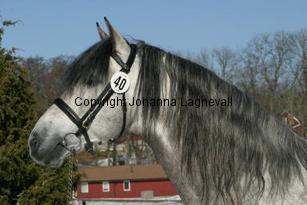 carabineroii_164_6406.jpg