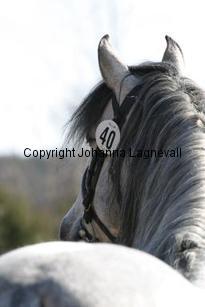 carabineroii_166_6631.jpg