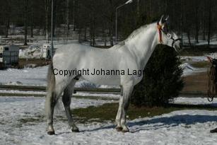gorron_164_6447.jpg
