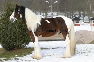 pitouvdbonteparels_163_6356.jpg