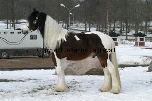 pitouvdbonteparels_165_6543.jpg