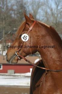 redcommander_164_6473.jpg