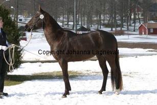 roshin_166_6625.jpg