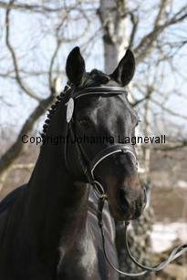 speyksboschdancer_166_6606.jpg