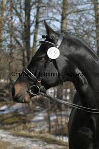 speyksboschdancer_166_6607.jpg