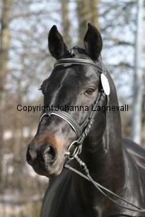 speyksboschdancer_166_6609.jpg