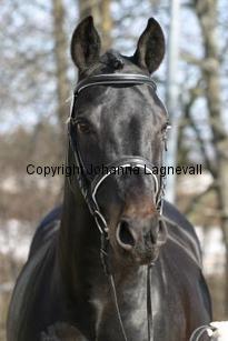speyksboschdancer_166_6611.jpg