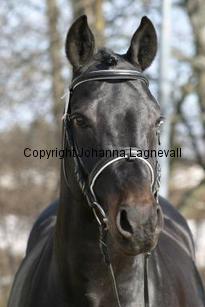 speyksboschdancer_166_6612.jpg