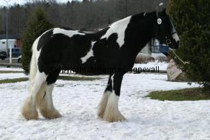 timothy_165_6566.jpg