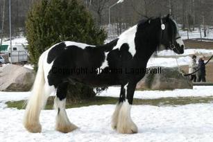 timothy_165_6568.jpg