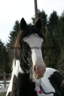 tippexn_163_6360.jpg