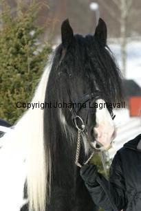 winstonlight_163_6377.jpg