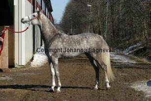 authenticshajide161_6140.jpg