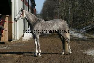 authenticshajide161_6142.jpg