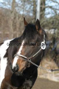 goldsjaguarpocobub162_6291.jpg