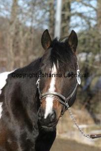 goldsjaguarpocobub162_6292.jpg