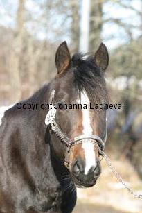 goldsjaguarpocobub162_6293.jpg