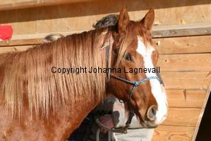 hapywillie162_6295.jpg