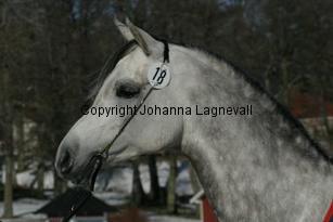 hsexemplar161_6109.jpg