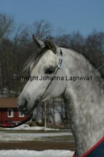 hsexemplar161_6111.jpg
