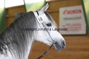 hsexemplar161_6184.jpg