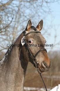 kaossleepwalker162_6288.jpg
