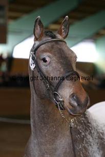 kaossleepwalker163_6319.jpg