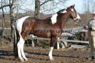 moonlightgamblerst162_6296.jpg