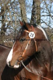 moonlightgamblerst162_6299.jpg